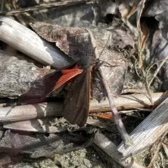Joyful Virbia Moth thumbnail 1