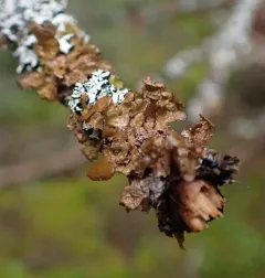 Fringed Wrinkle Lichen thumbnail 2