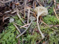 Entoloma rhodocylix thumbnail 2
