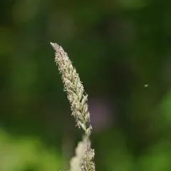 Northwestern Wildrye thumbnail 3