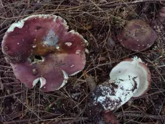 Russula hypofragilis thumbnail 2