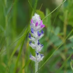 Showy Locoweed thumbnail 4