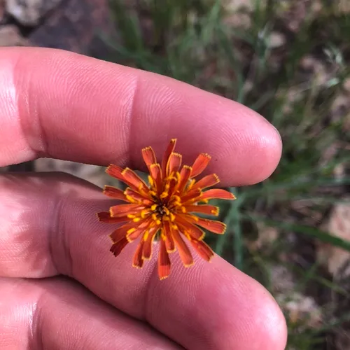 orange agoseris
