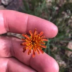 orange agoseris thumbnail 1