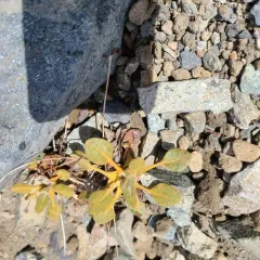 Pyrola-leaf Buckwheat thumbnail 2
