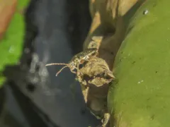 Donacia texana thumbnail 4