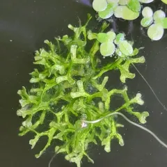 Floating Crystalwort thumbnail 4