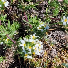 Nuttall's Linanthus thumbnail 4