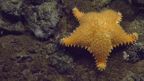 Hippasteria californica