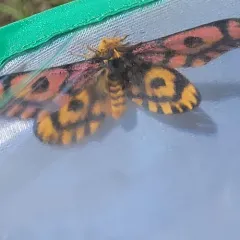 Western Sheep Moth thumbnail 4