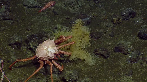 Scarlet King Crab