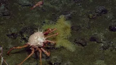 Scarlet King Crab thumbnail 1
