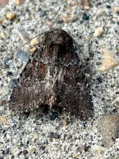 Southern Quaker thumbnail 3