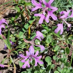 Large-flower Clarkia thumbnail 3