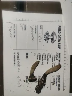 Xylaria ellisii thumbnail 3