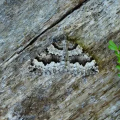 Black-banded Carpet thumbnail 3