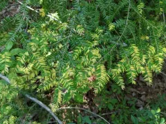 Blueberry Leaf Rust thumbnail 2