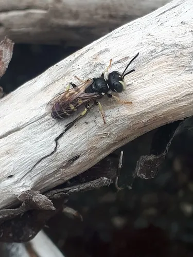 Western Queen Ant Kidnapper