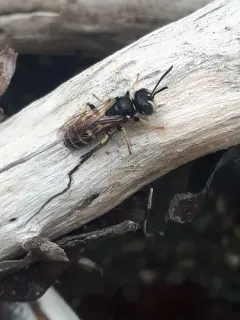 Western Queen Ant Kidnapper thumbnail 1