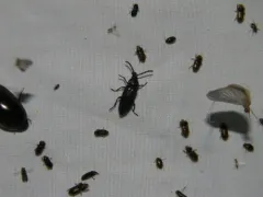 Serrate Cedar Beetle thumbnail 2