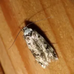 White-shouldered House Moth thumbnail 3