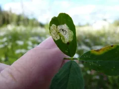 Alfalfa Blotch Leafminer thumbnail 2