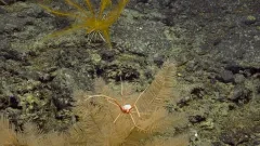 Sternostylus iaspis thumbnail 2