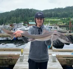 North Pacific Spiny Dogfish thumbnail 3