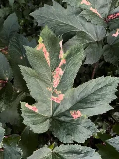 Phytomyza tlingitica thumbnail 2