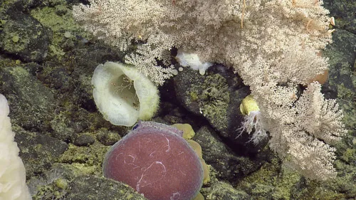 Graneledone pacifica