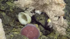 Graneledone pacifica thumbnail 1