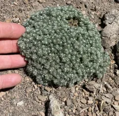 Cushion Cryptantha thumbnail 3
