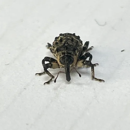 Poplar-and-Willow Borer