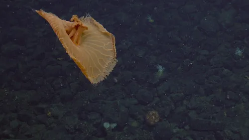 Red Jelly