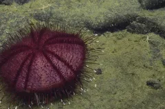 Sperosoma obscurum thumbnail 2