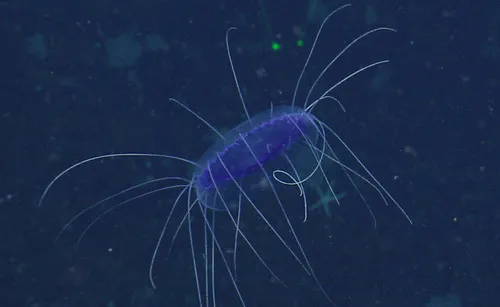 Dinner Plate Jelly