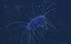 Dinner Plate Jelly thumbnail 1