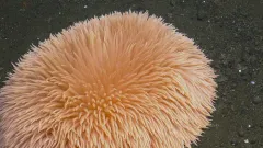 Pom-pom Anemone thumbnail 2