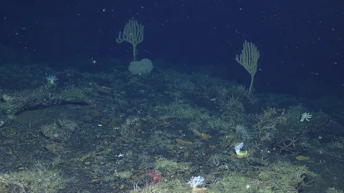 Shaggy Bamboo Coral