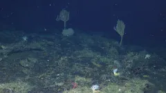 Shaggy Bamboo Coral thumbnail 1