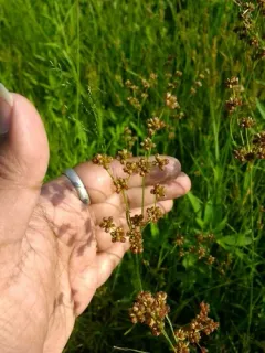 Grass-leaved Rush thumbnail 2