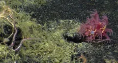 Heteropolypus ritteri thumbnail 1