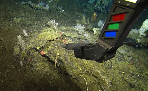 Red Rope Coral