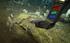 Red Rope Coral thumbnail 1