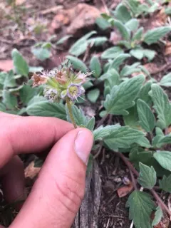 Waterleaf phacelia thumbnail 2