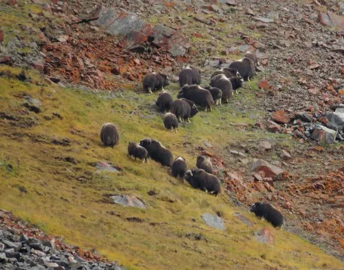 Muskox