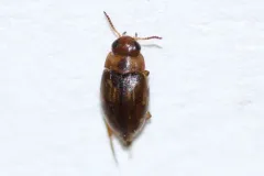 Liodessus affinis thumbnail 2