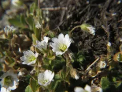 Arctic Chickweed thumbnail 2