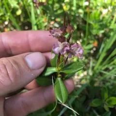 Western Bog Laurel thumbnail 2