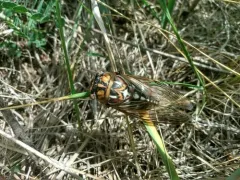 Cole's Bush Cicada thumbnail 2